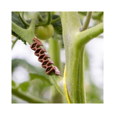 clip-angular-tomates